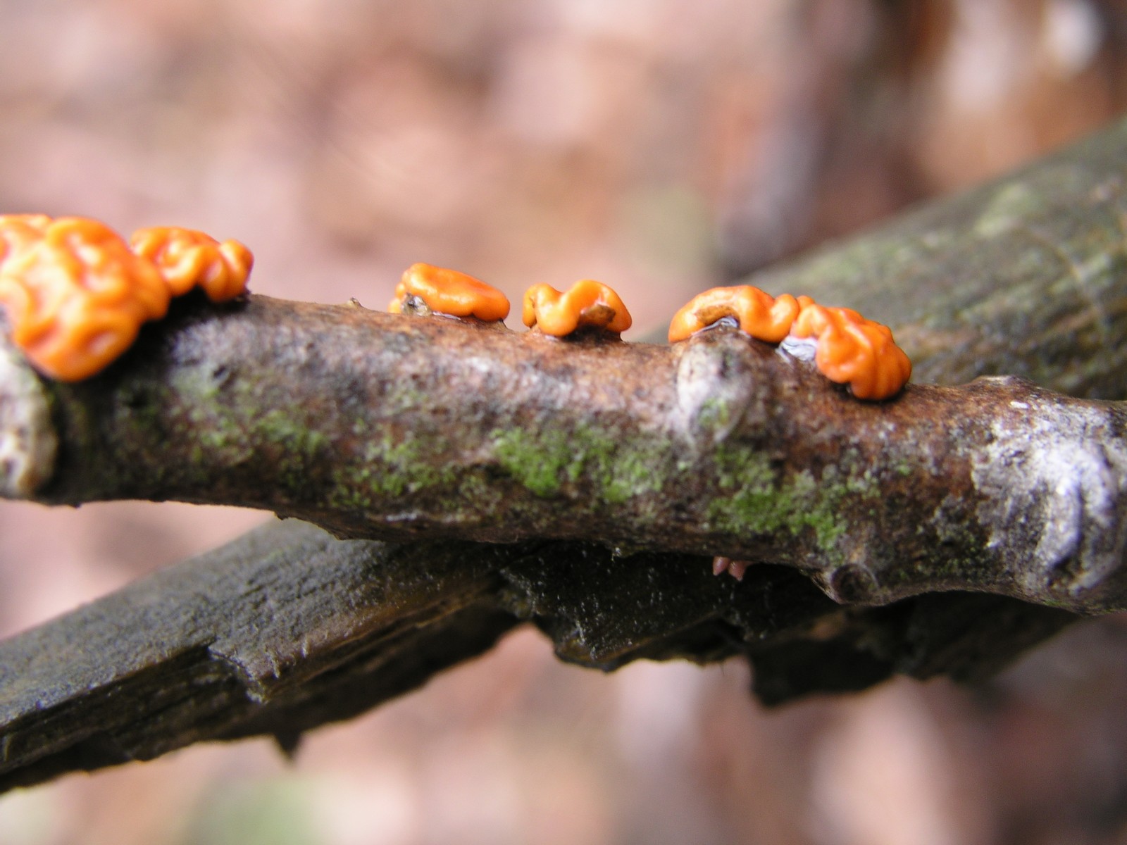 200604231510 Yellow Brain Fungus (Tremella mesenterica) - Isabella Co.JPG